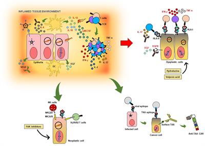 Microbes as Master Immunomodulators: Immunopathology, Cancer and Personalized Immunotherapies
